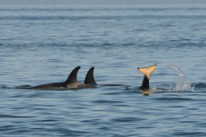 Got to cross another item off my bucket list… to see the Orcas in the wild. What an awesome experience!